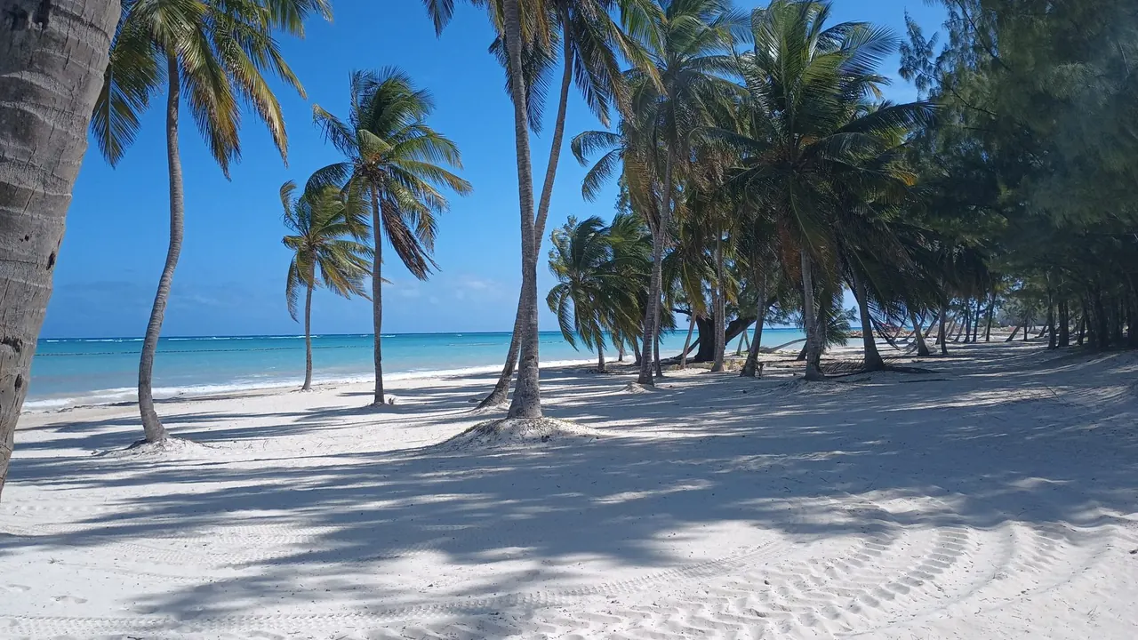 Palms on a white beach at Cap Cana, Punta Cana