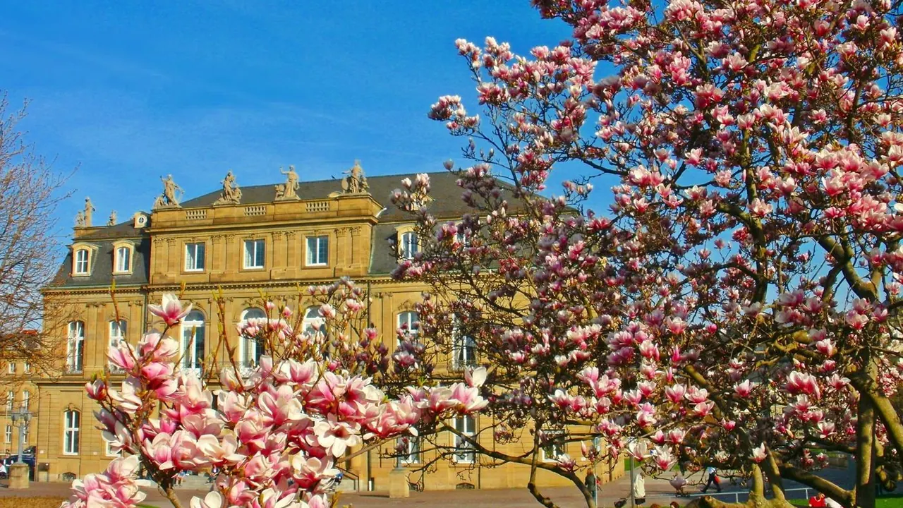 Neues Schloss with magnolias in bloom, Stuttgart