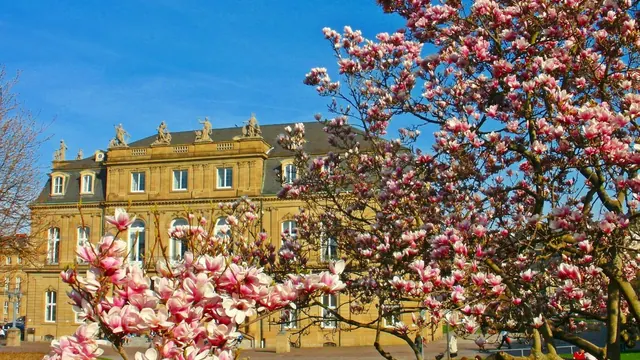 Neues Schloss with magnolias in bloom, Stuttgart