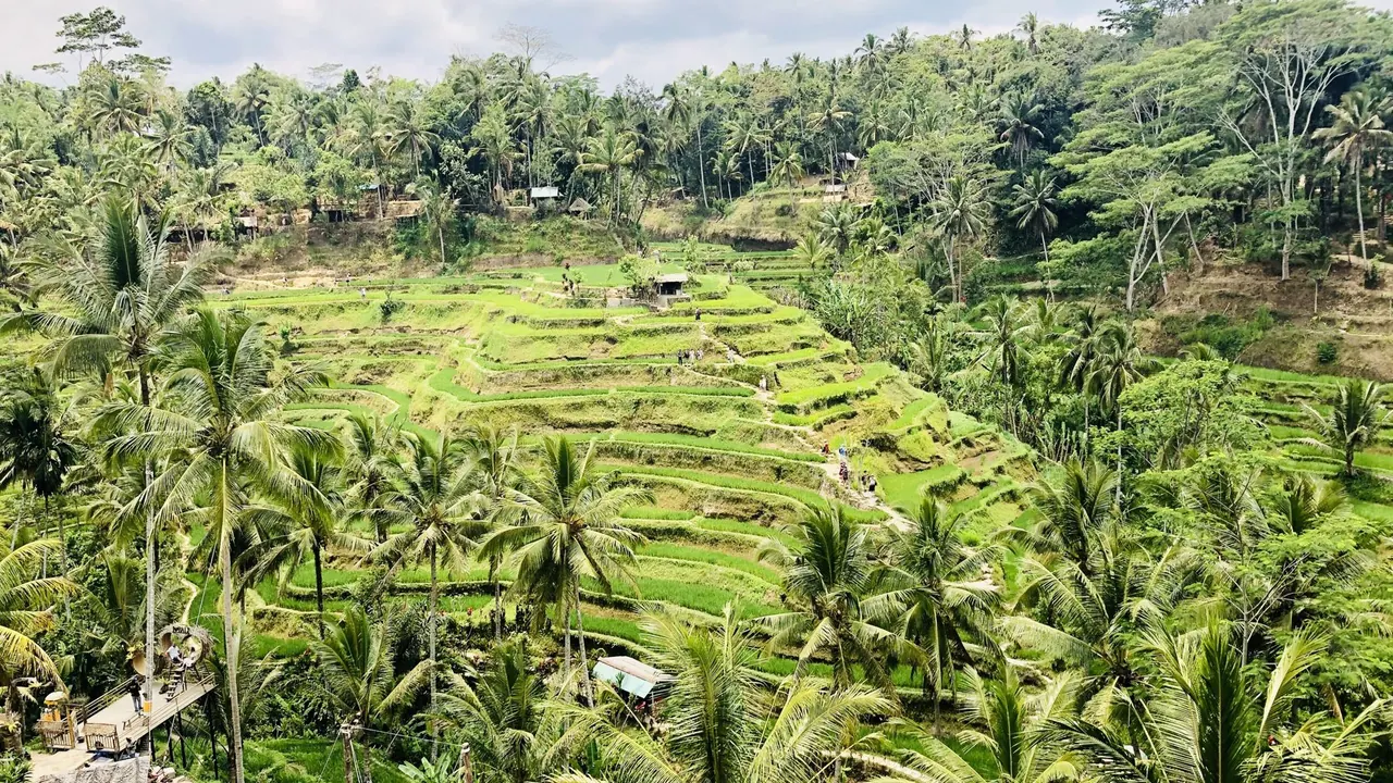 Rice terraces and palms at Tegallalang, Ubud