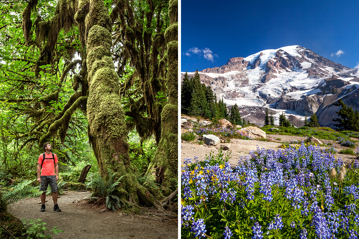 Olympic National Park vs. Mount Rainier