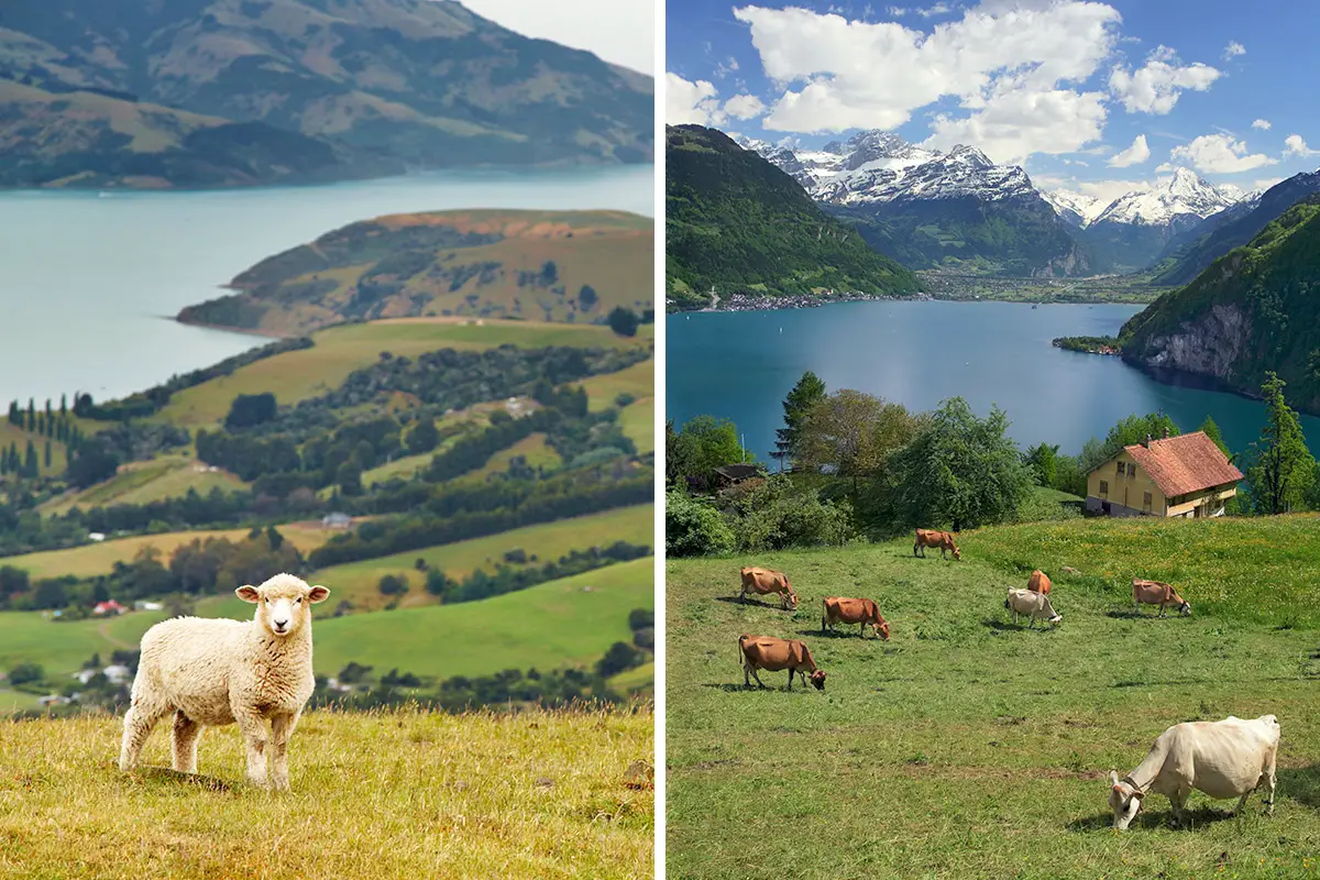 New Zealand vs. Switzerland