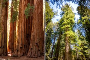 Sequoia vs. Redwood National Park