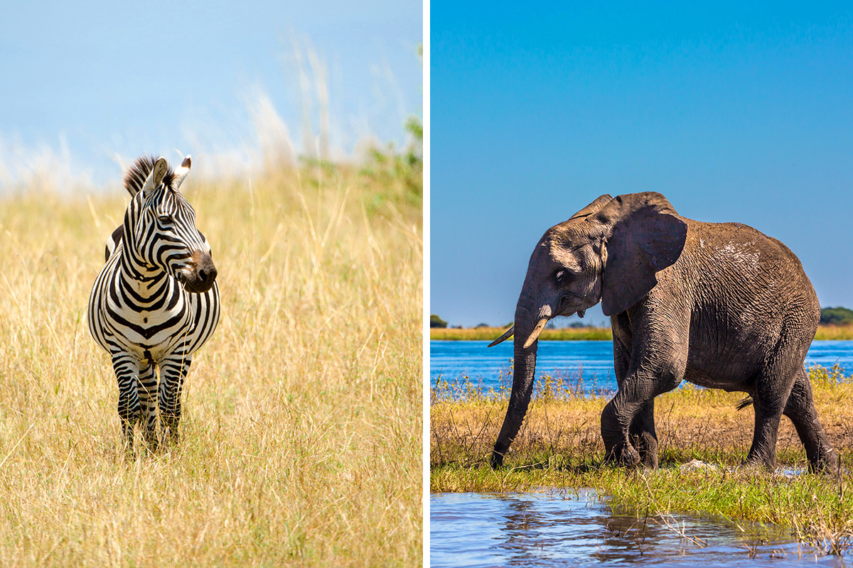 Kenya vs. Botswana