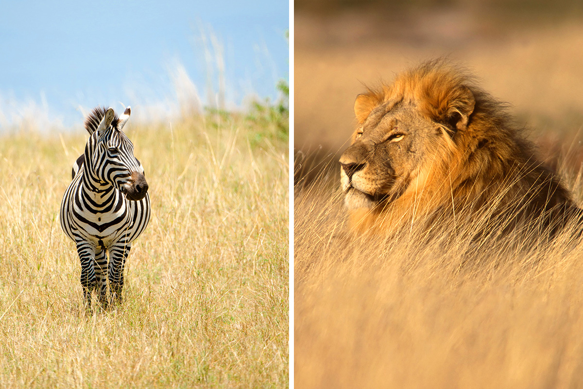 Kenya vs. South Africa