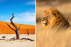 Namibia vs. South Africa