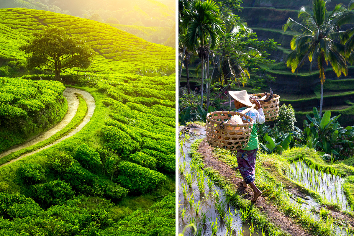 Sri Lanka vs. Bali