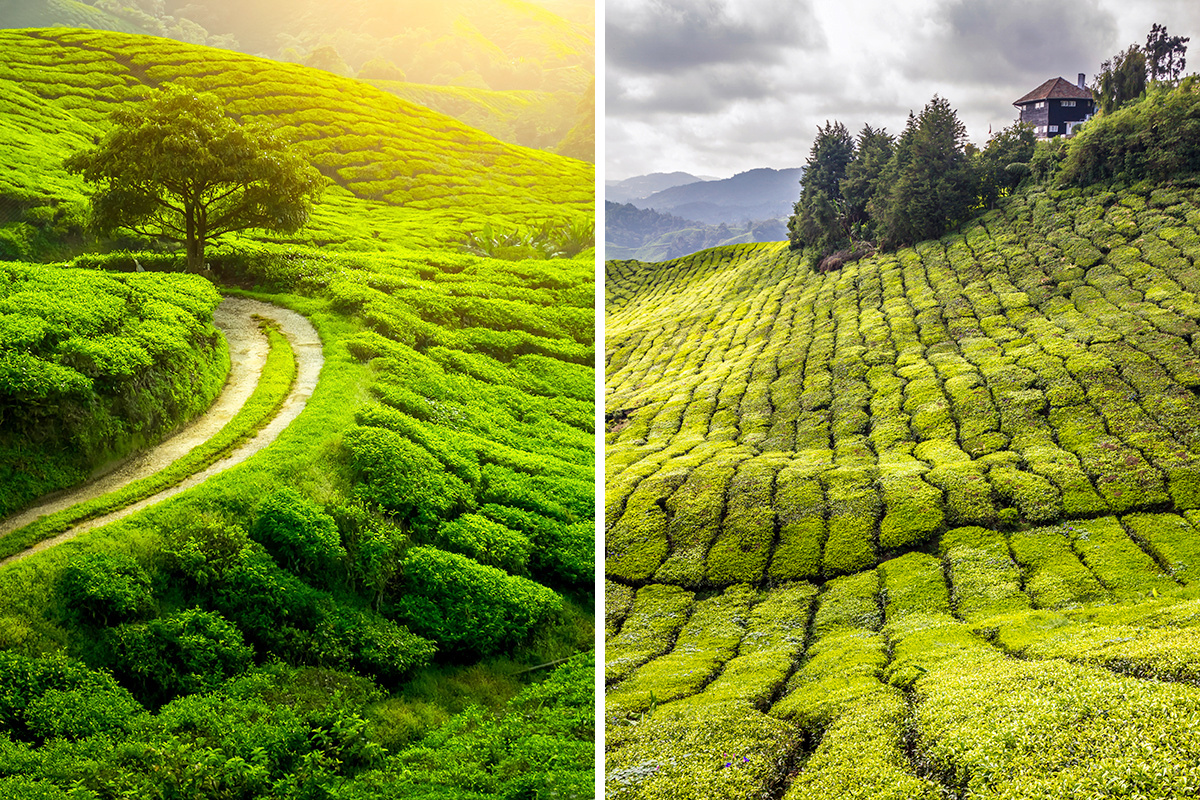 Sri Lanka vs. Malaysia