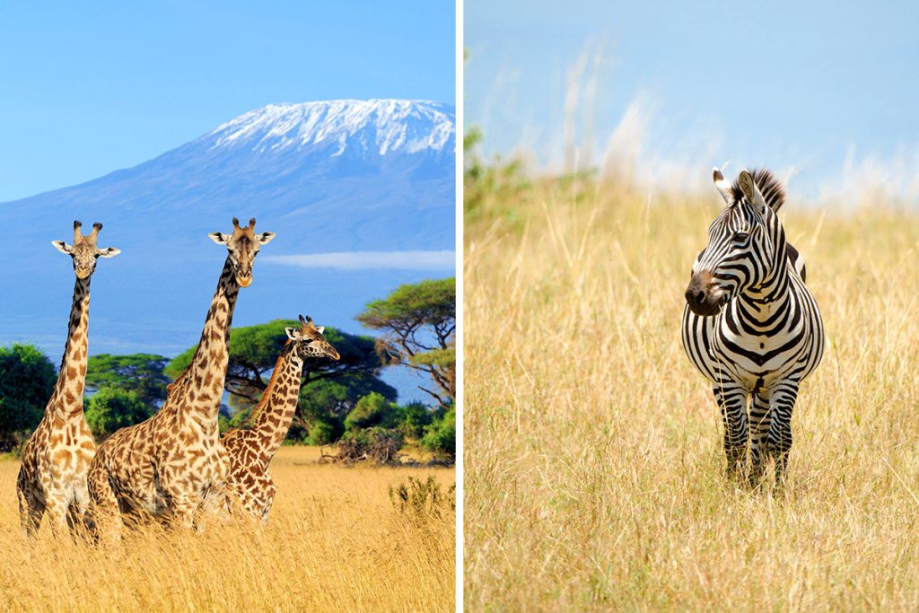 Tanzania vs. Kenya